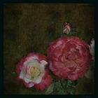 Die Douple Delight- Rose
