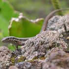 Die Drachen von Madeira