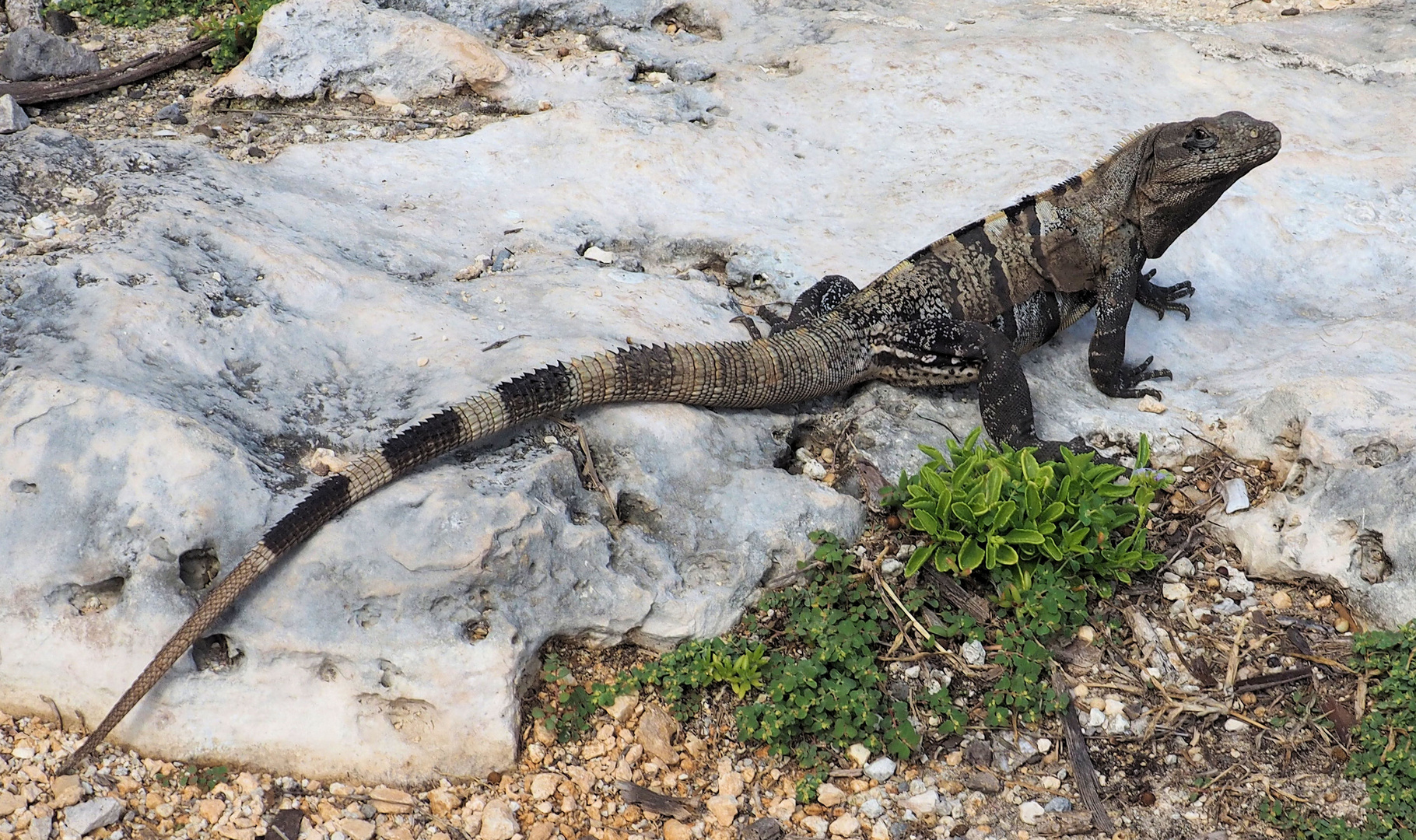 Die Drachen von Tulum ...