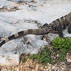 Die Drachen von Tulum ...