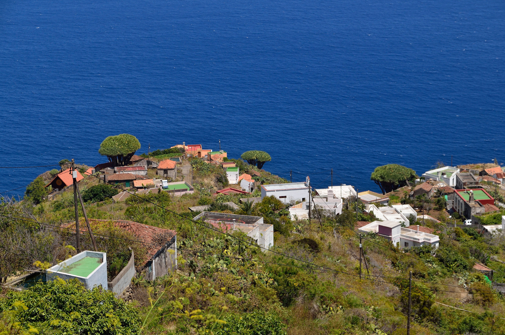 Die Drachenbäume von El Tablado, Norküste La Palma, August 2014