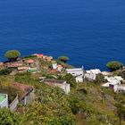 Die Drachenbäume von El Tablado, Norküste La Palma, August 2014