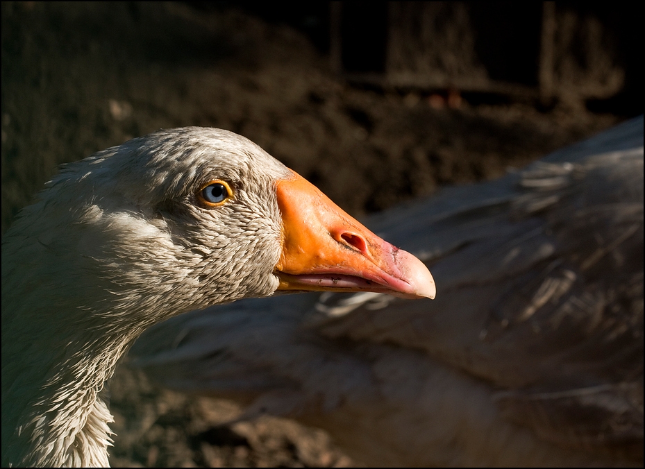 Die dreckige Gans