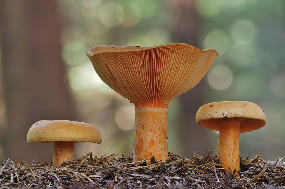 Die Drei Foto & Bild pflanzen, pilze & flechten, pilze & flechten