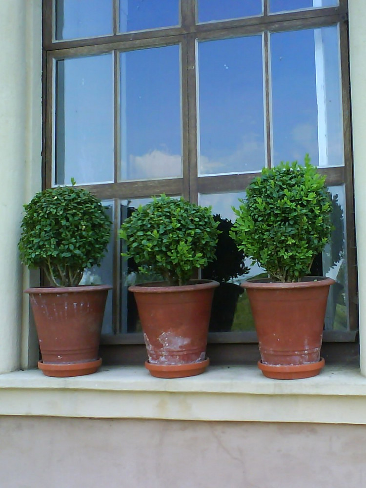 die drei auf der Fensterbank