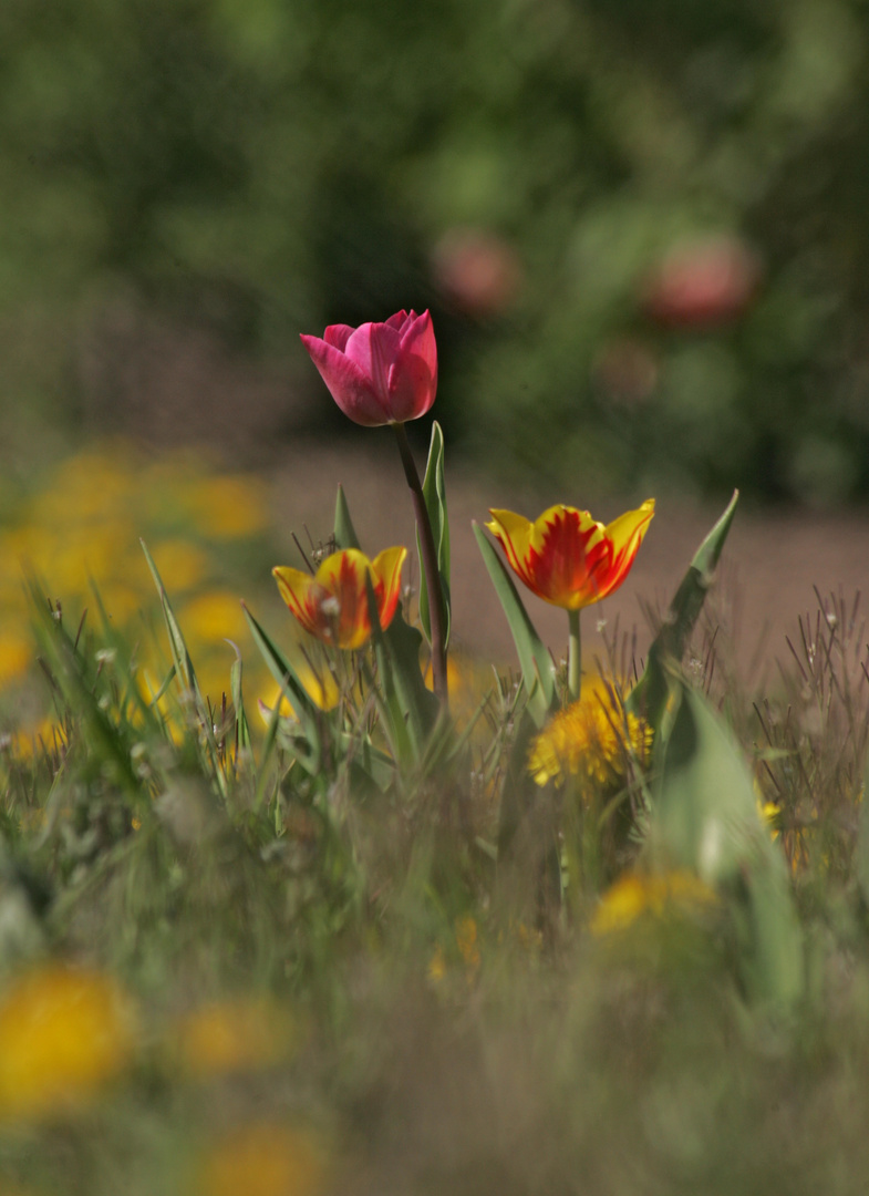 die drei auf der weise... tulpen