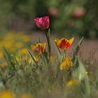 die drei auf der weise... tulpen