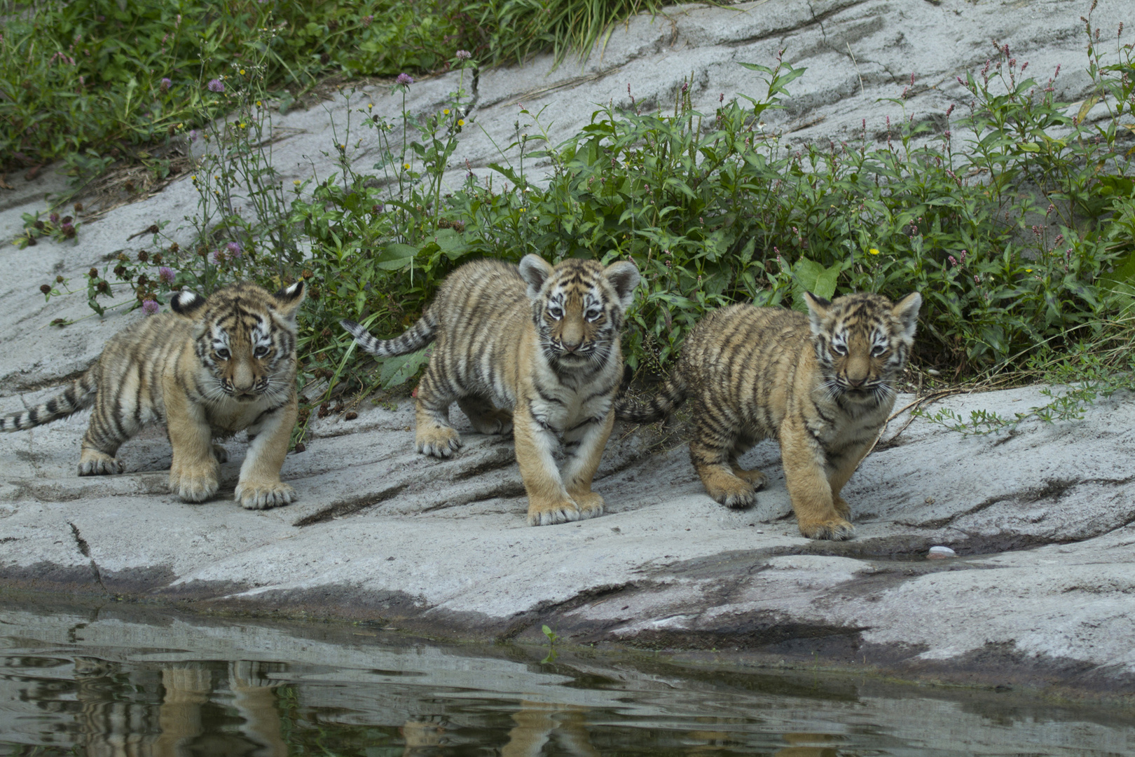 Die drei Aufrechten vom Zoo Zürich