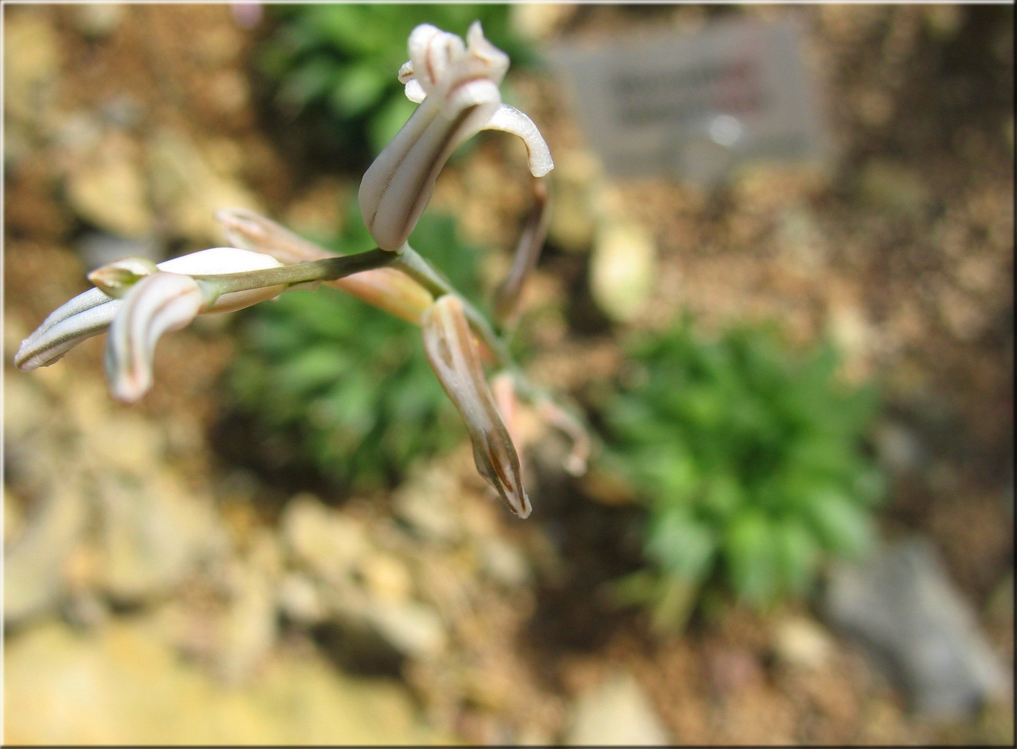 Die drei aus dem Botanischen Garten