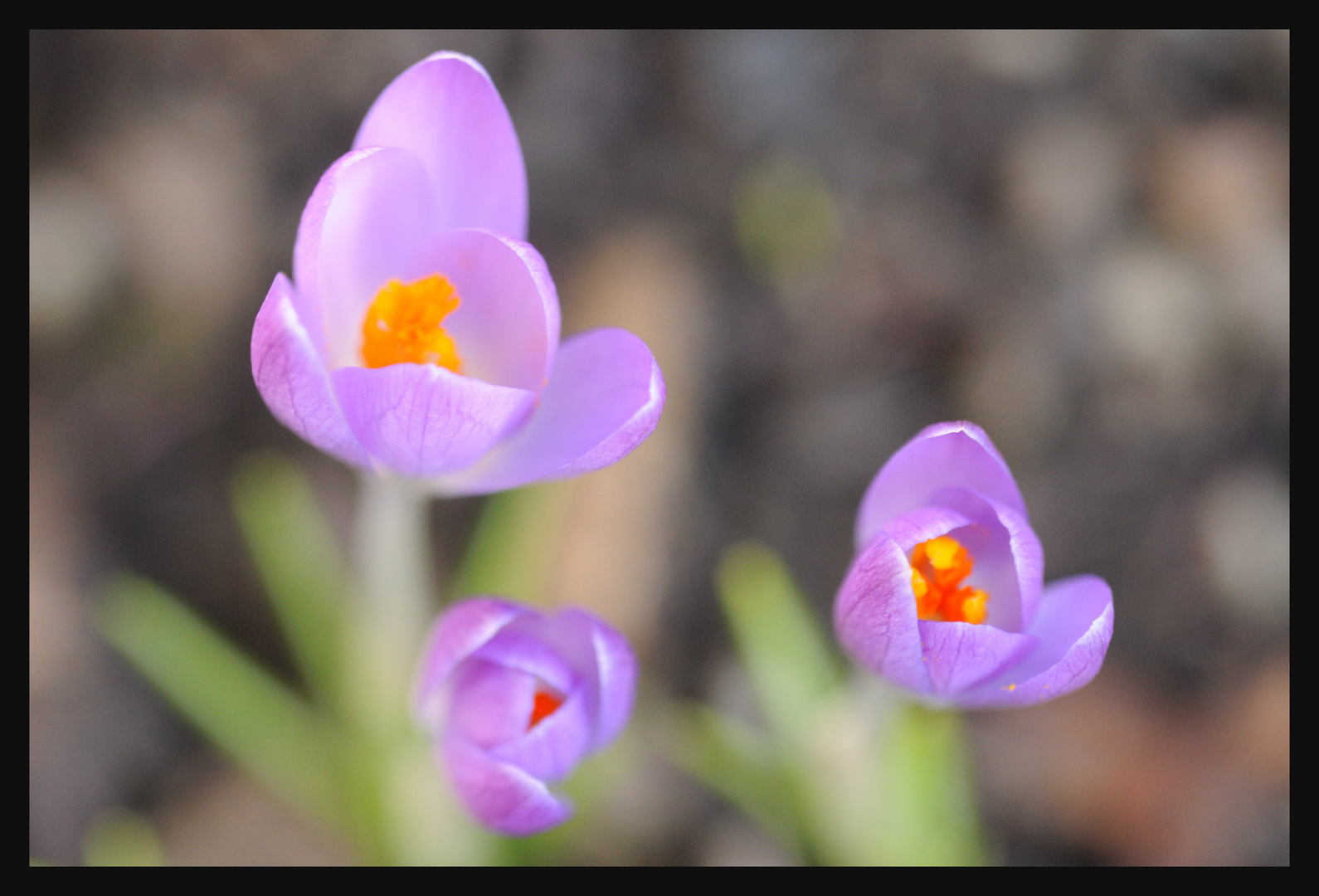 die drei aus dem garten