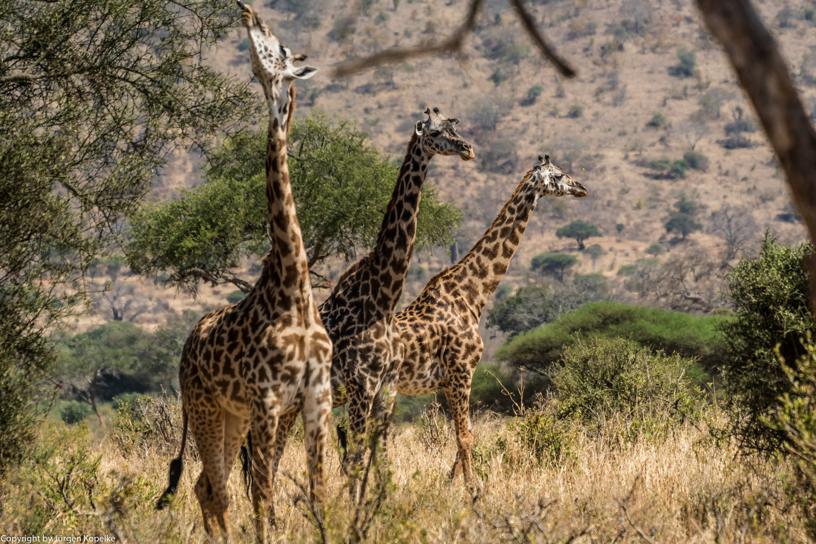 Die drei aus dem Tarangire