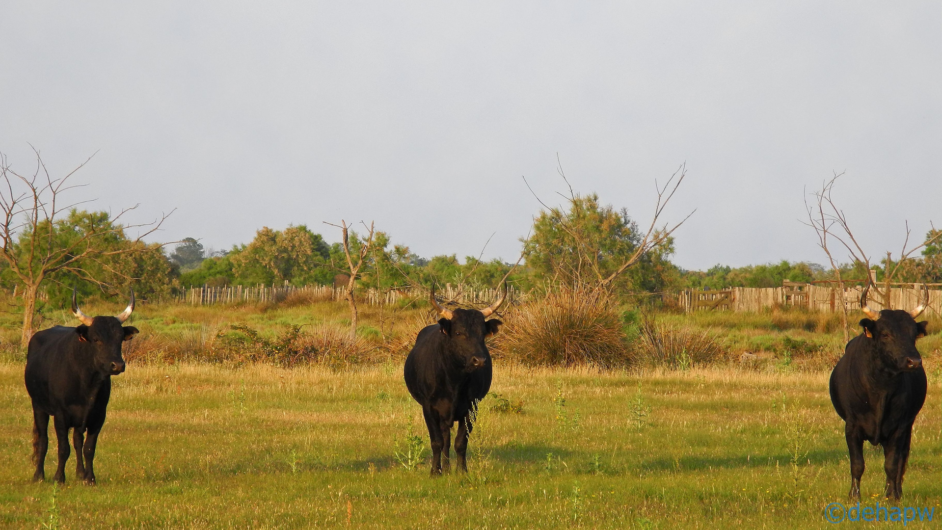 Die Drei aus der Camargue