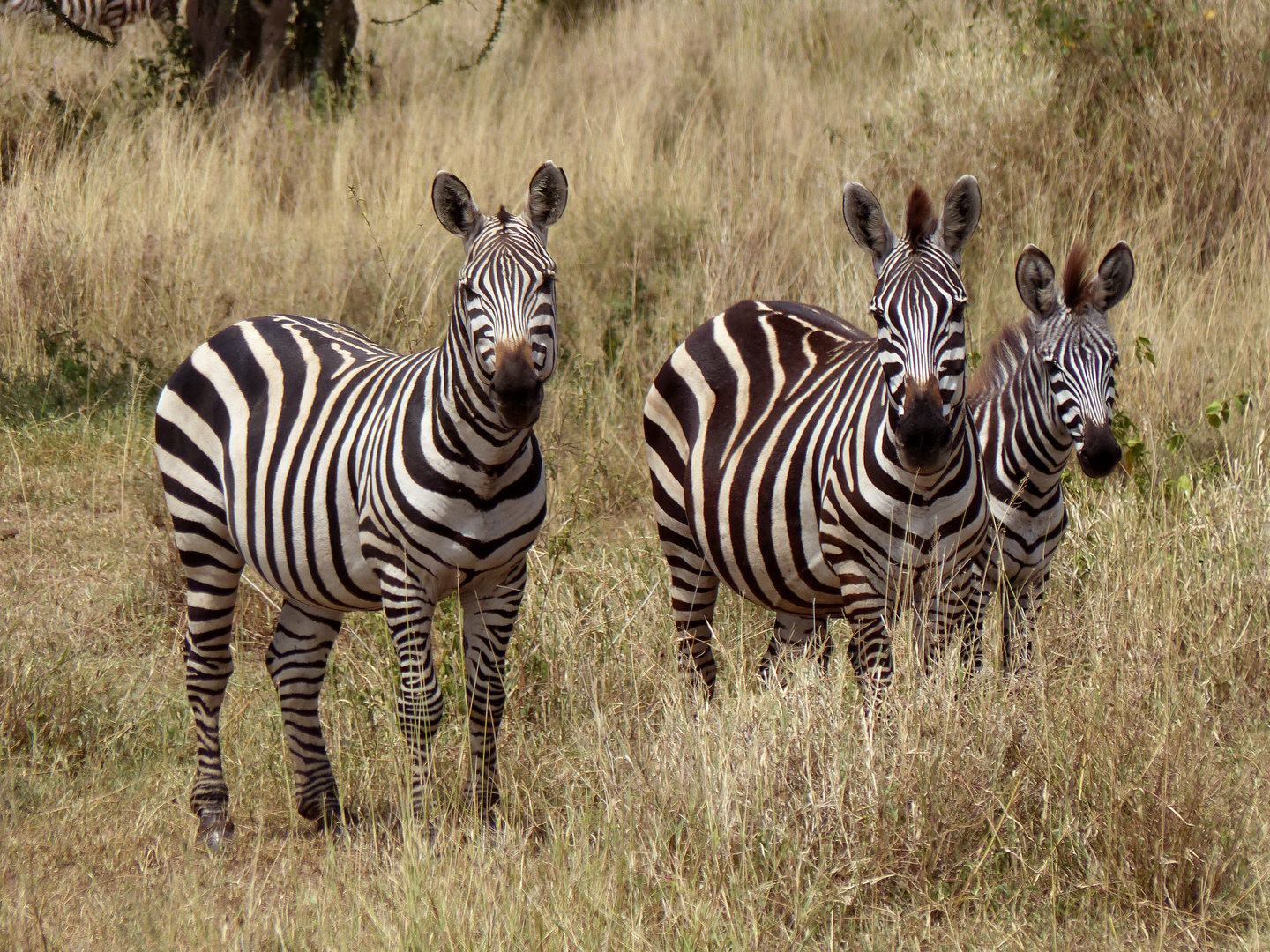 Die Drei aus der Serengeti