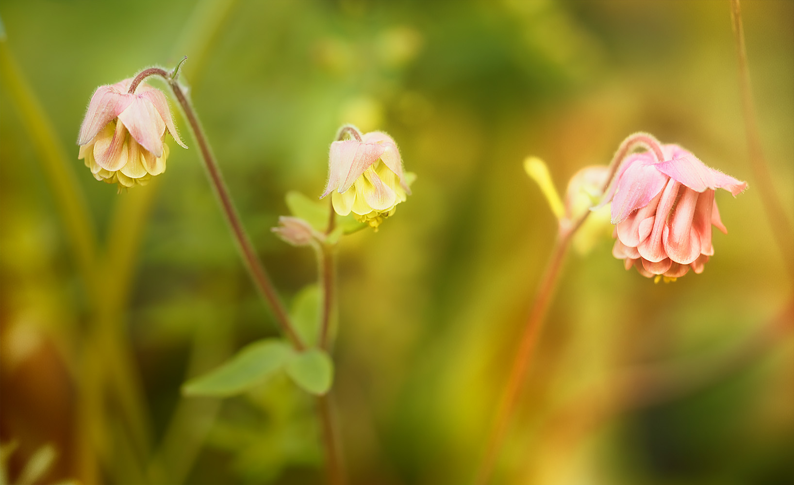 die drei aus meinem garten ...