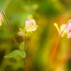 die drei aus meinem garten ...