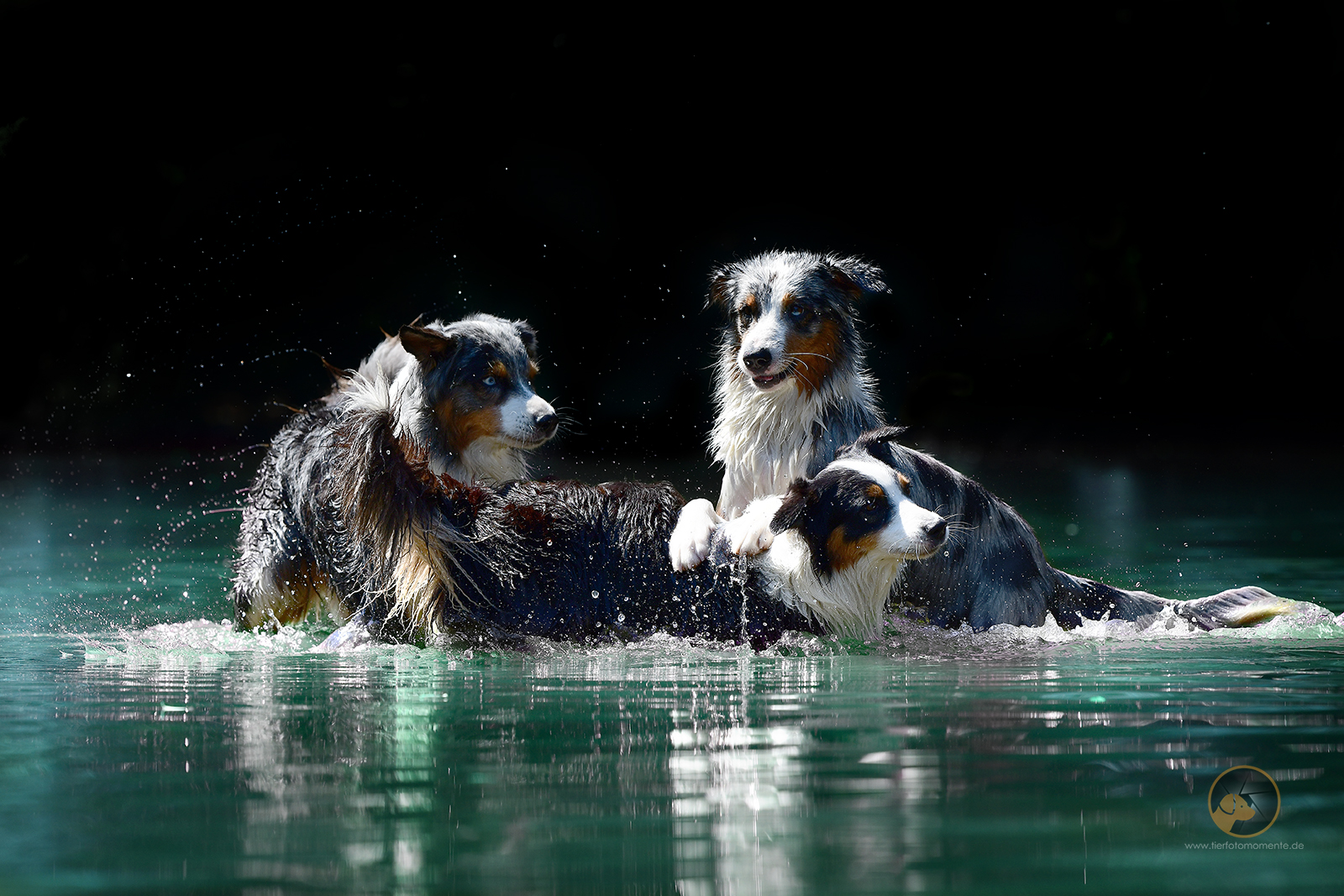 Die drei Aussies