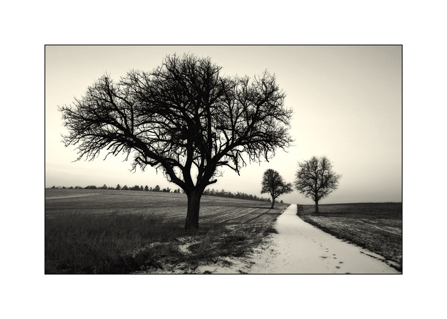 die drei Bäume im Januar