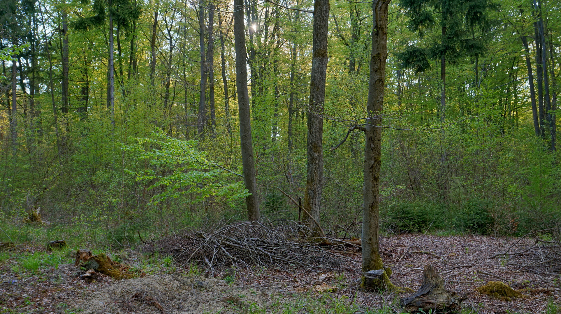 Die drei Bäume (los tres árboles)