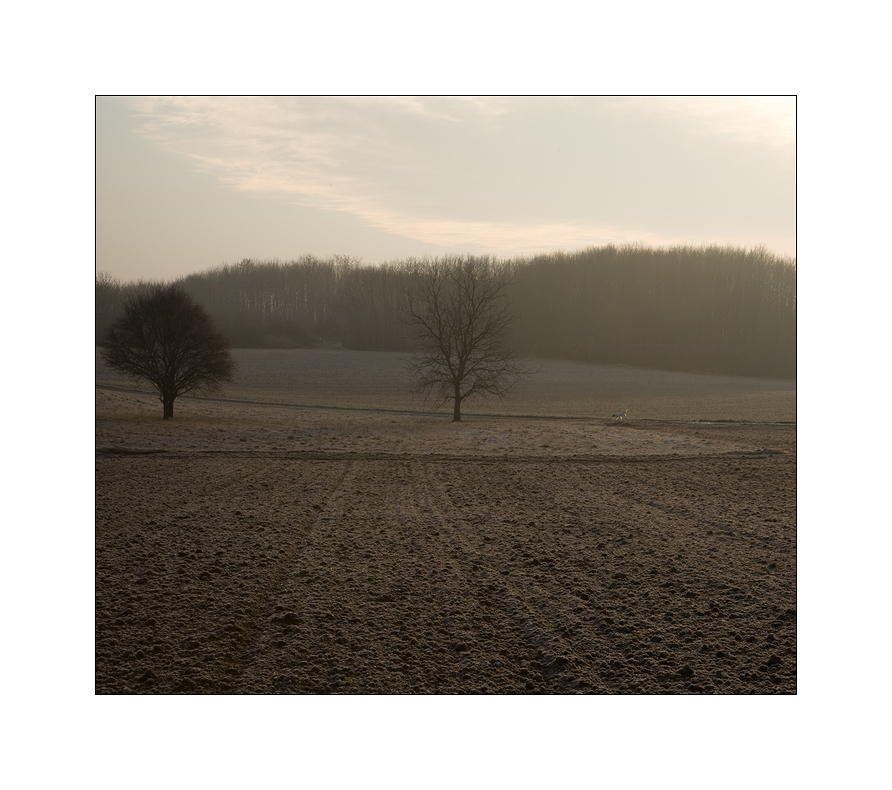 die drei bäume und der hund: die vorgeschichte Foto & Bild ...
