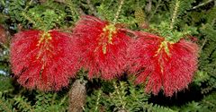 "Die Drei Bottlebrush-Sisters"