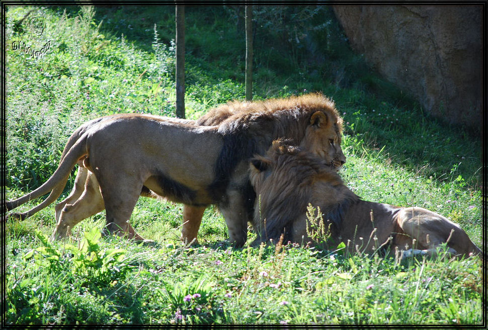 Die drei Brüder aus Wuppertal - Sommer 2009