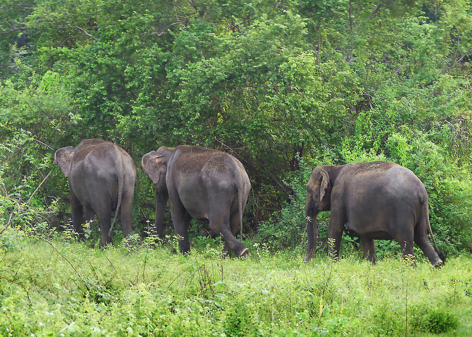 Die drei Ceylon-Elefanten