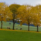 Die drei Damen von der Weide.