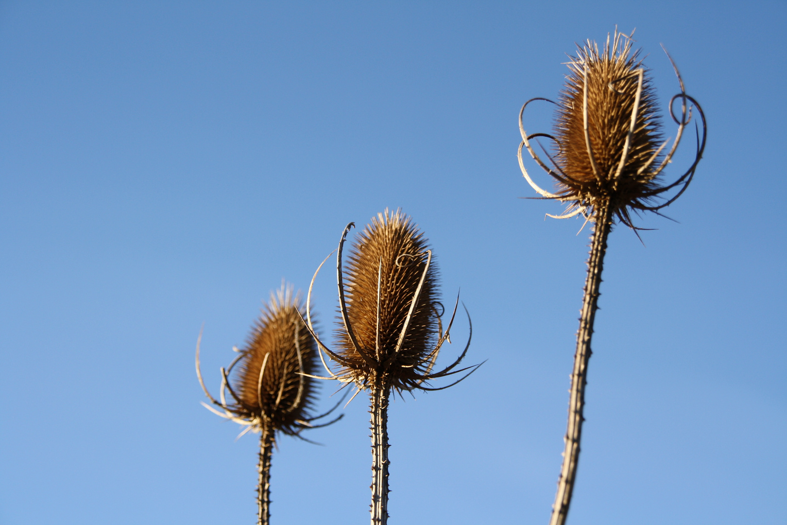 Die drei Disteln, die eigentlich Karden sind (Dipsacus fullonum)