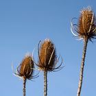 Die drei Disteln, die eigentlich Karden sind (Dipsacus fullonum)