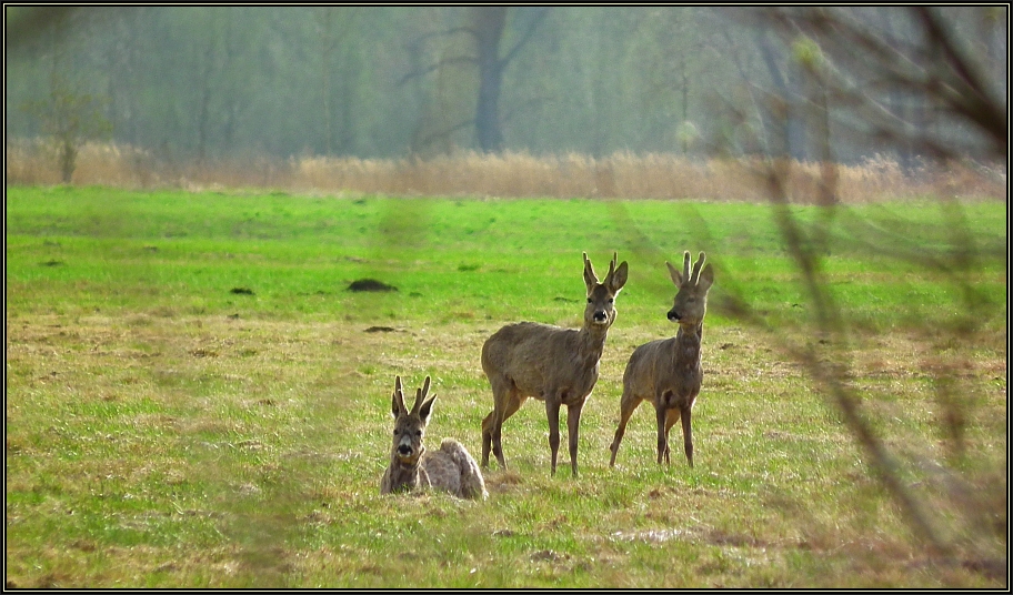 Die Drei Foto & Bild tiere, wildlife, säugetiere Bilder auf