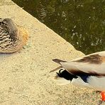 Die drei : Erpel,Ente,Ei