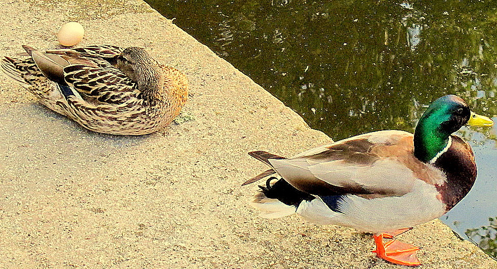 Die drei : Erpel,Ente,Ei