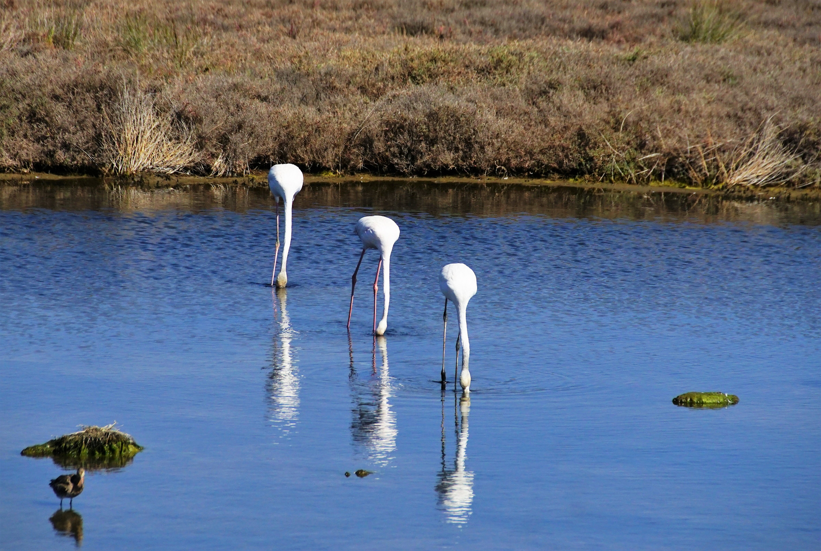 Die drei Flamingos