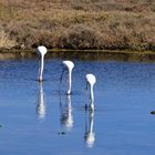 Die drei Flamingos