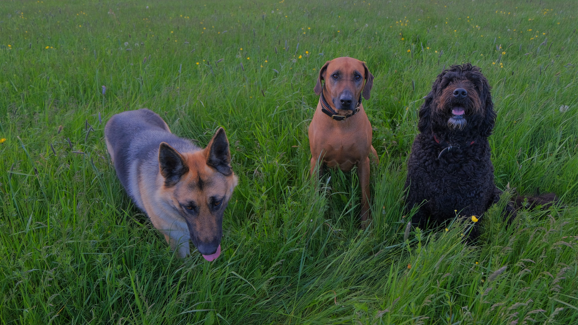 die drei Freundinnen (las tres amigas)