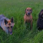 die drei Freundinnen (las tres amigas)