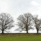 Die drei Gefährten...