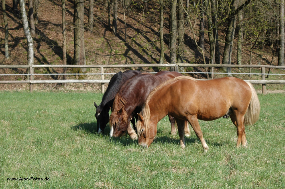 Die drei Grazien