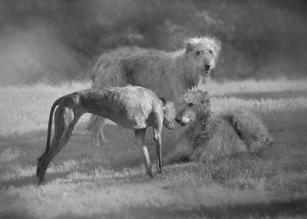 Die drei großen Hundemädchen