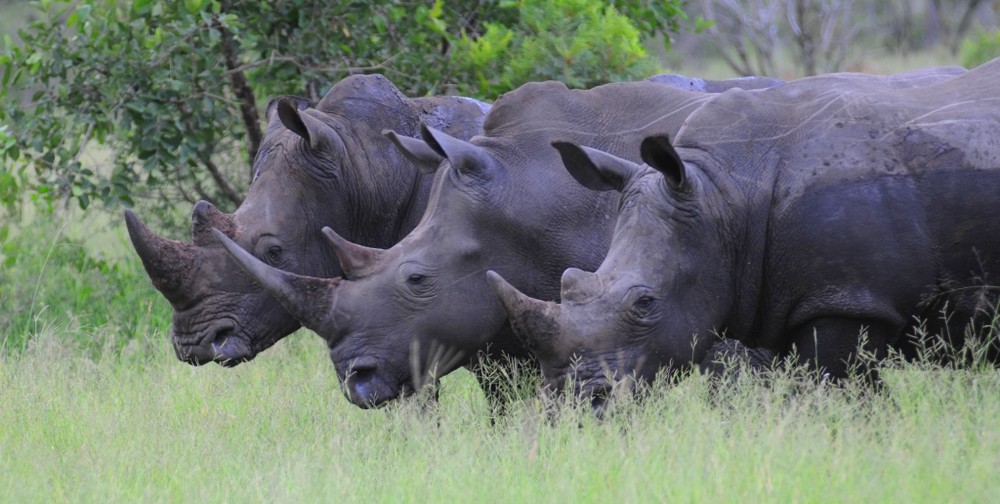 Die drei Hörner Tiere