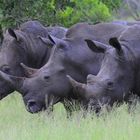 Die drei Hörner Tiere