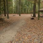 Die drei H's, die ein sehr gutes Foto ausmachen: Hund, Herbst, Hütte.