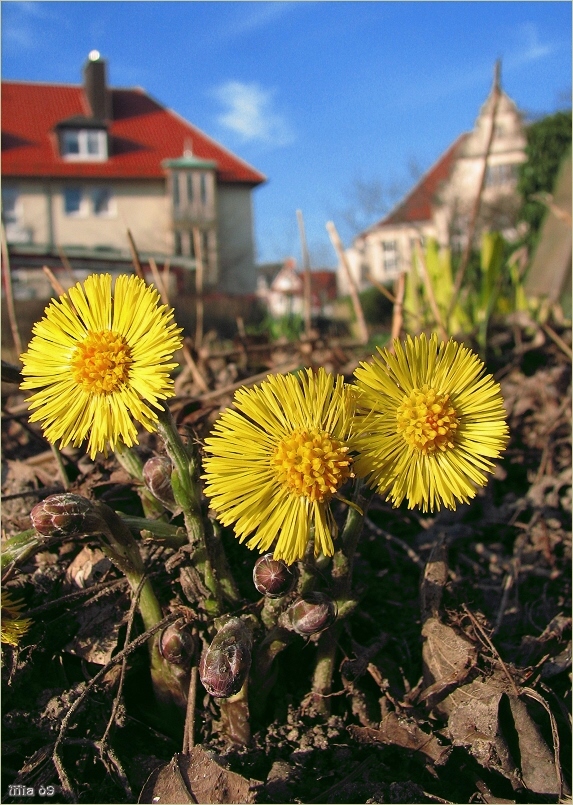 Die drei ...  Huflattichblüten vom Ledenhof