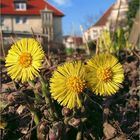 Die drei ...  Huflattichblüten vom Ledenhof