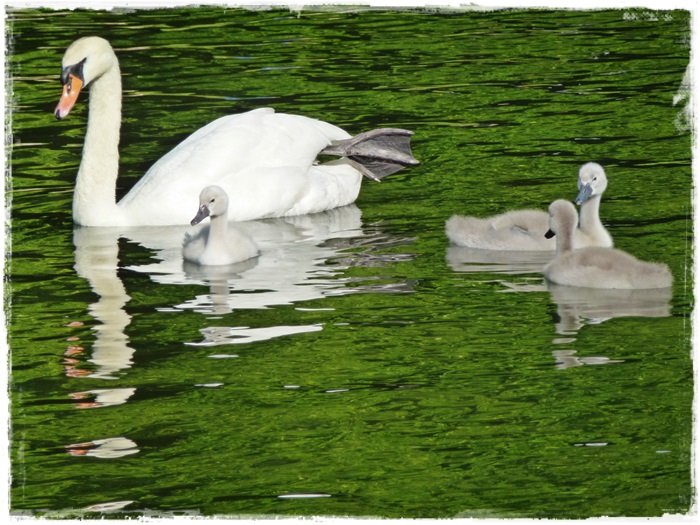 Die drei Jungschwäne und Mama Schwan