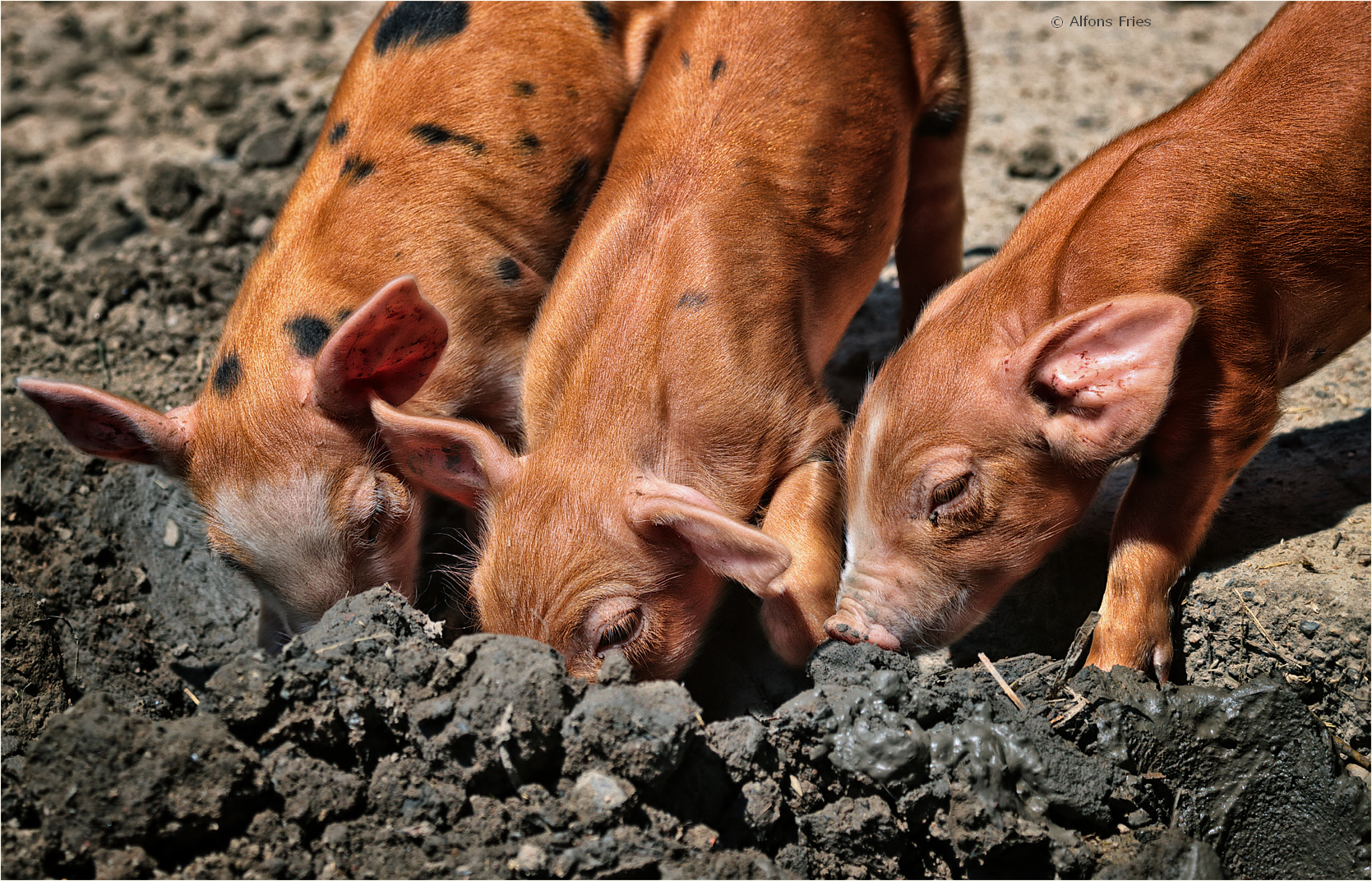 Die drei kleinen Schweinchen ...