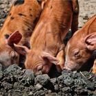 Die drei kleinen Schweinchen ...