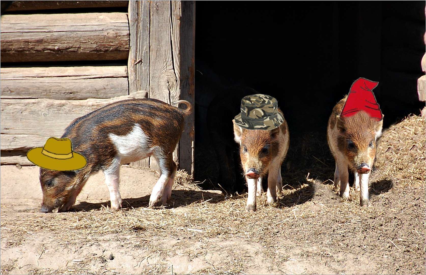 die drei kleinen Schweinchen