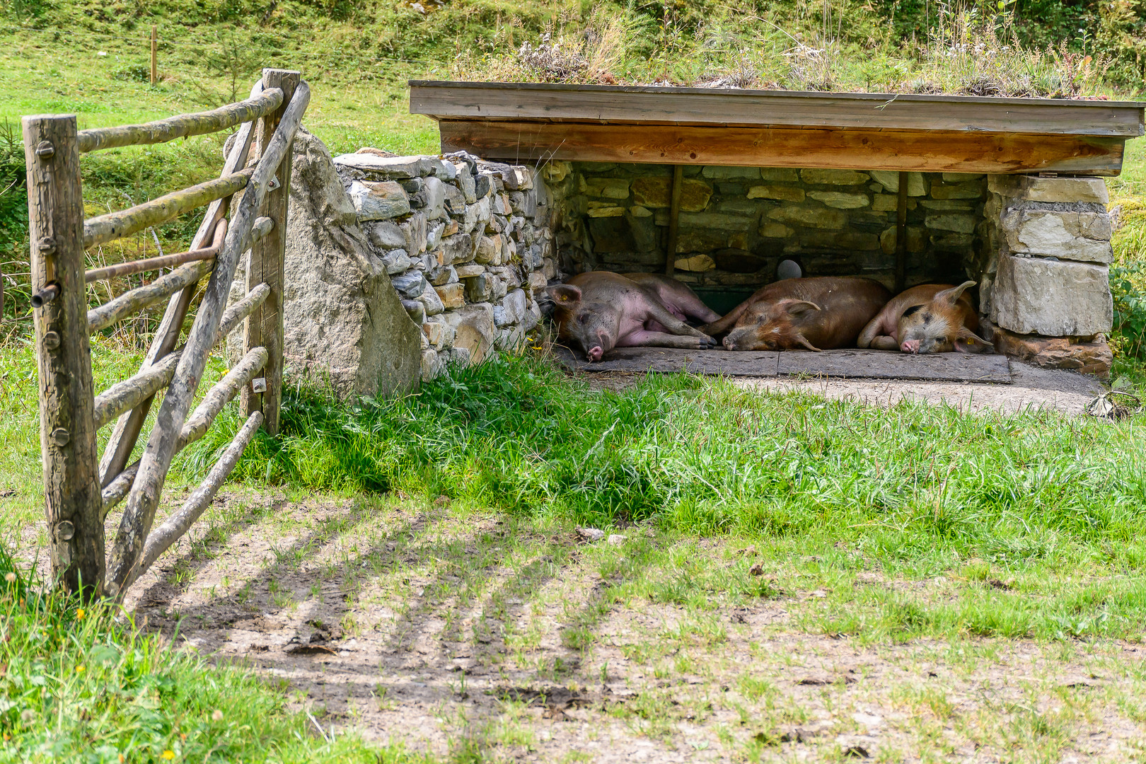 Die drei kleinen Schweine