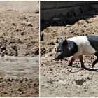 die drei kleinen (Wasser-)schweinchen